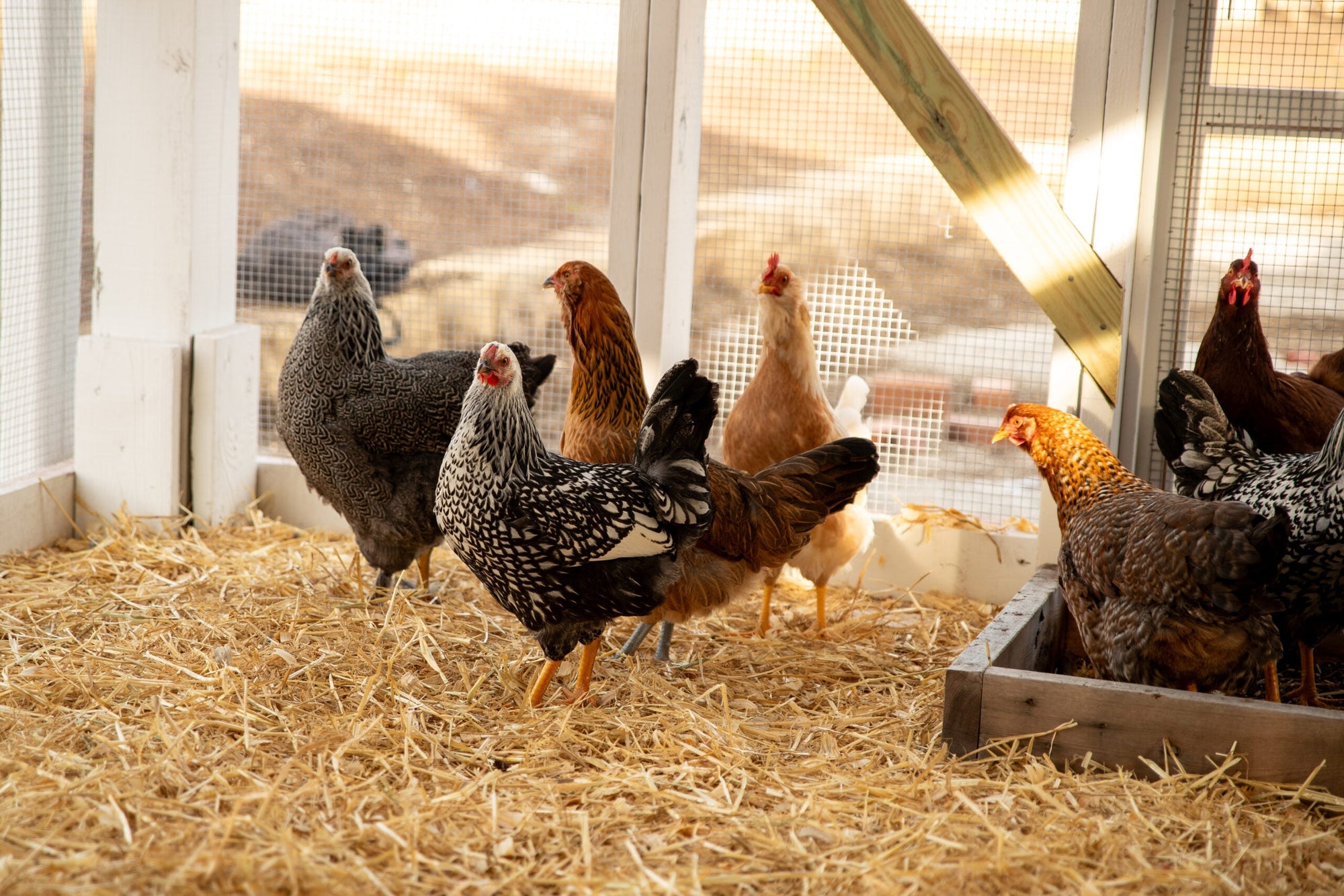Happy Hens, Healthy Coop: Simple Ways to Prevent Mites and Lice!