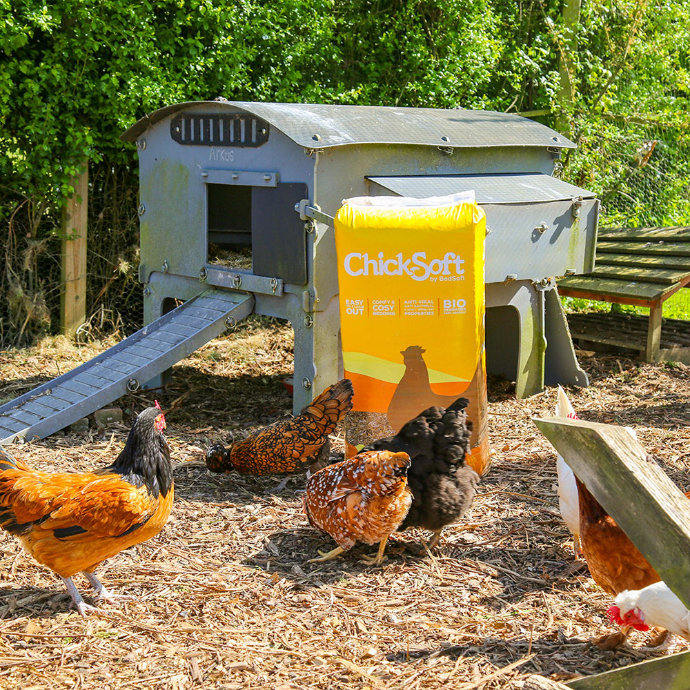 Make sure you are keeping your chickens cool this summer!