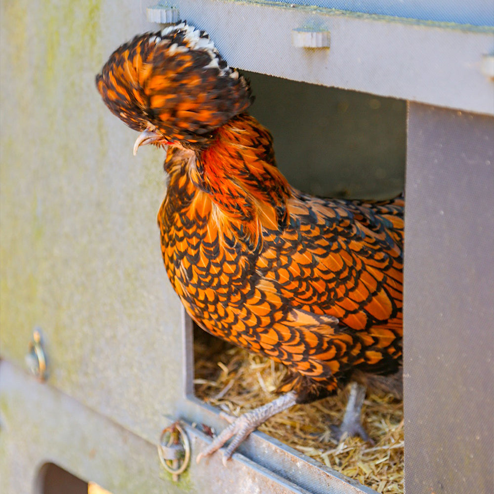 Why Bedding is the Secret to a Happy, Healthy Chicken Coop!