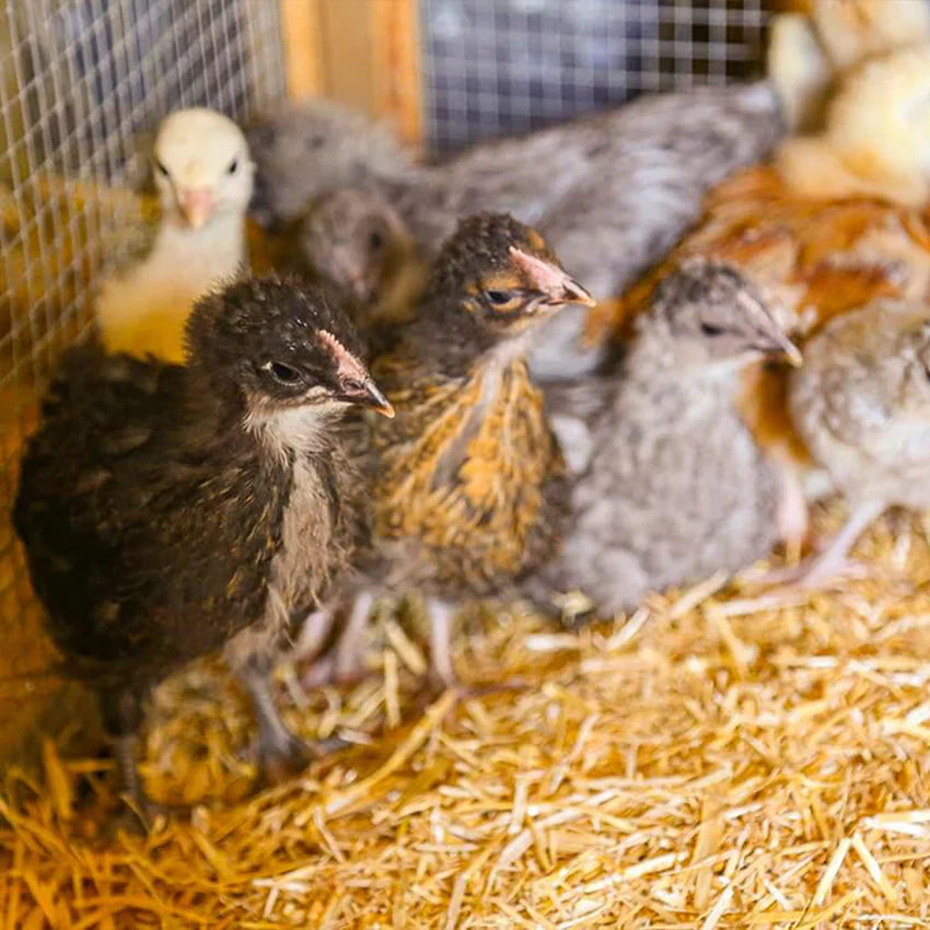 How to navigate heatstroke with chickens!