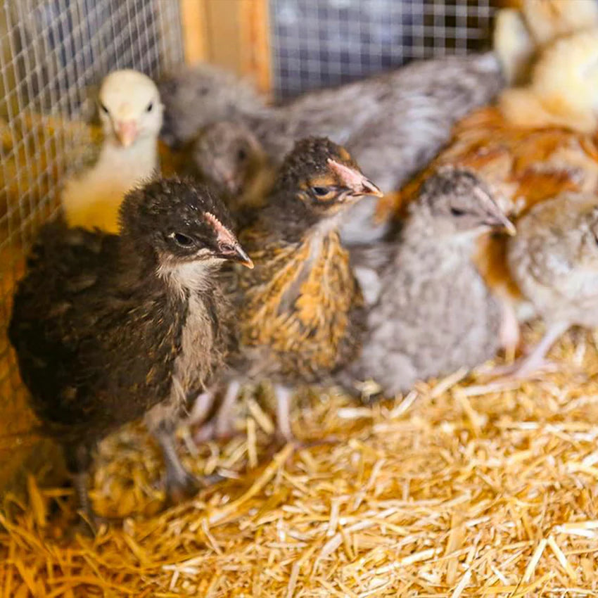 ChickSoft by BedSoft Premium Chicken Bedding - 16KG